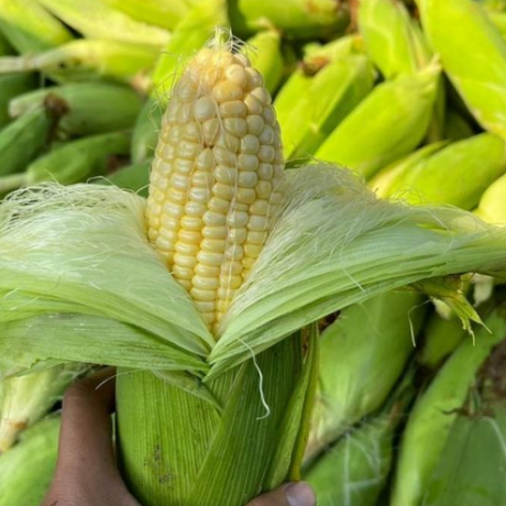 manfaat jagung bagi kesehatan tubuh