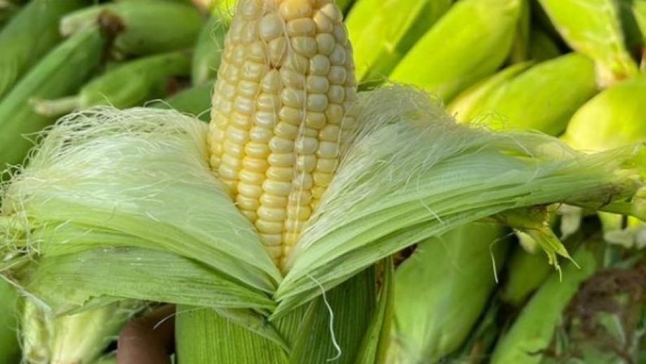 Apa Sih! Manfaat Rambut Jagung Bagi Kesehatan Tubuh