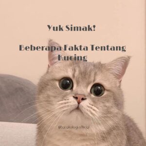 Yuk Simak! Beberapa Fakta Tentang Kucing