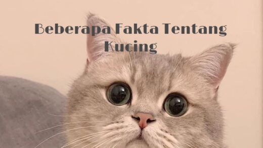 Yuk Simak! Beberapa Fakta Tentang Kucing