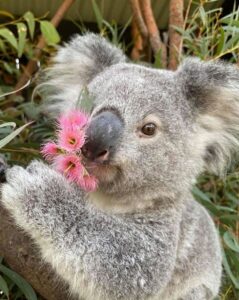 Kenal Lebih Dekat Dengan Hewan Lucu Koala