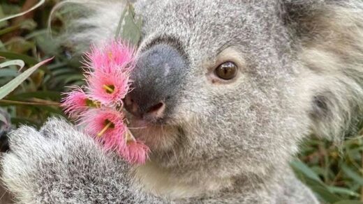 Kenal Lebih Dekat Dengan Hewan Lucu Koala