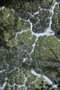 Fakta Unik Fenomena Crown Shyness Pada Pohon