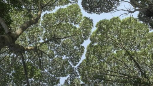 Fakta Unik Fenomena Crown Shyness Pada Pohon