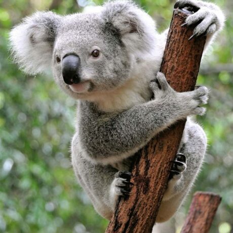 Fakta Unik Hewan Koala Yang Harus Kamu Ketahui